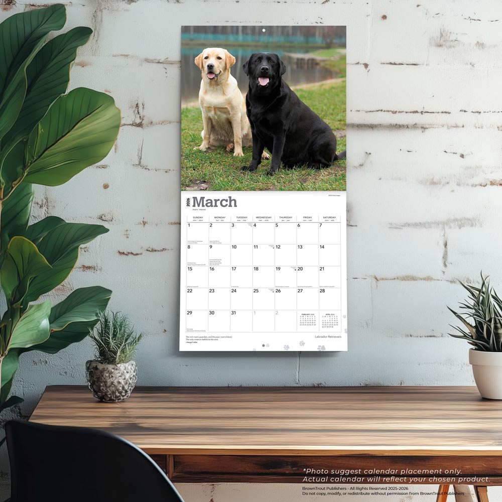 Labrador Retrievers | 2026 12 x 24 Inch (Hanging) Monthly Square Wall Calendar