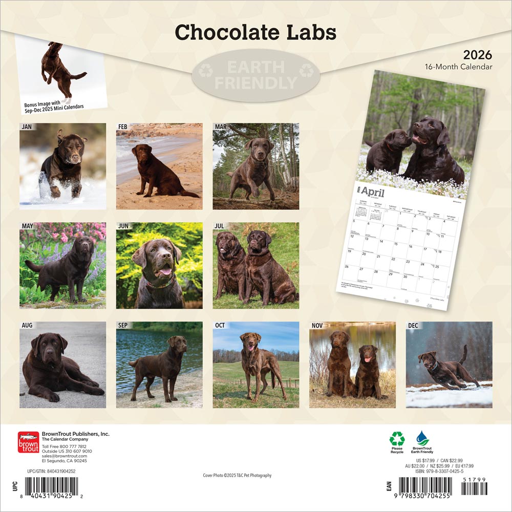 Chocolate Labrador Retrievers | 2026 12 x 24 Inch (Hanging) Monthly Square Wall Calendar