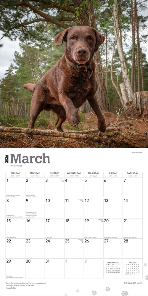 Chocolate Labrador Retrievers | 2026 12 x 24 Inch (Hanging) Monthly Square Wall Calendar