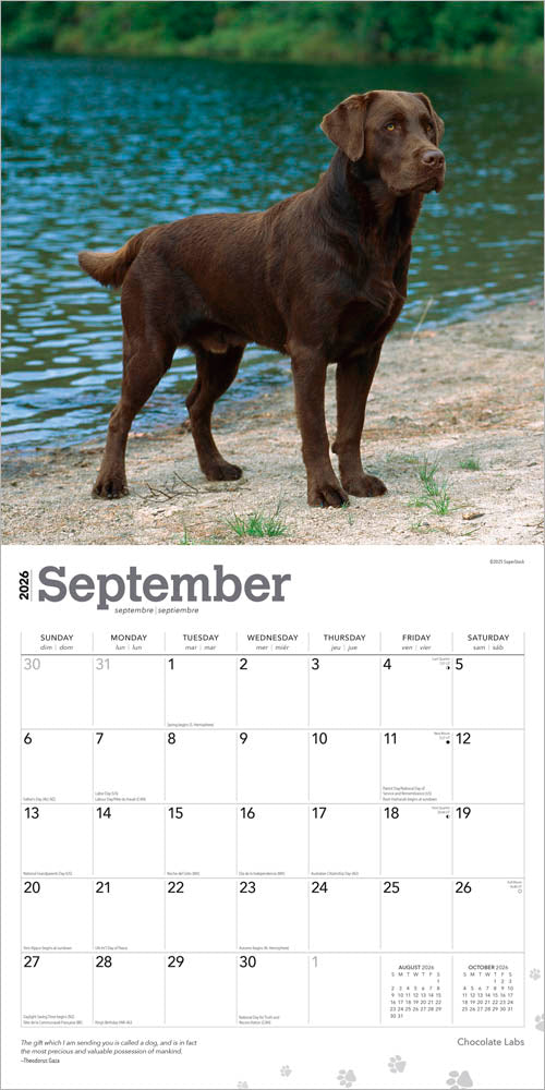 Chocolate Labrador Retrievers | 2026 12 x 24 Inch (Hanging) Monthly Square Wall Calendar
