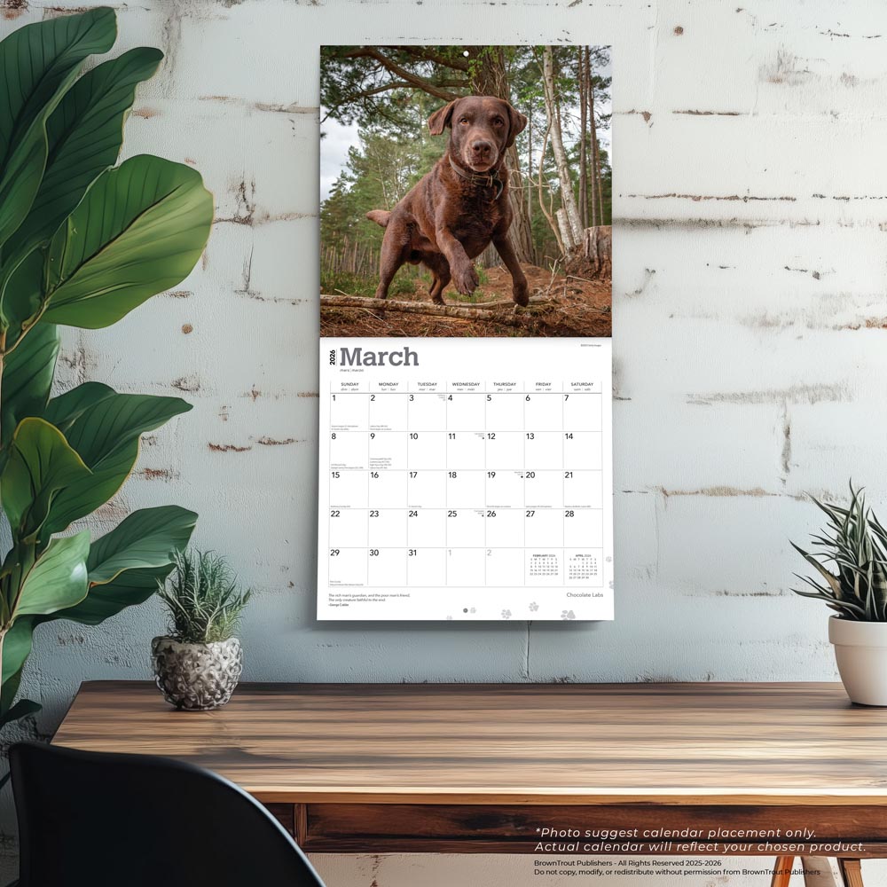 Chocolate Labrador Retrievers | 2026 12 x 24 Inch (Hanging) Monthly Square Wall Calendar
