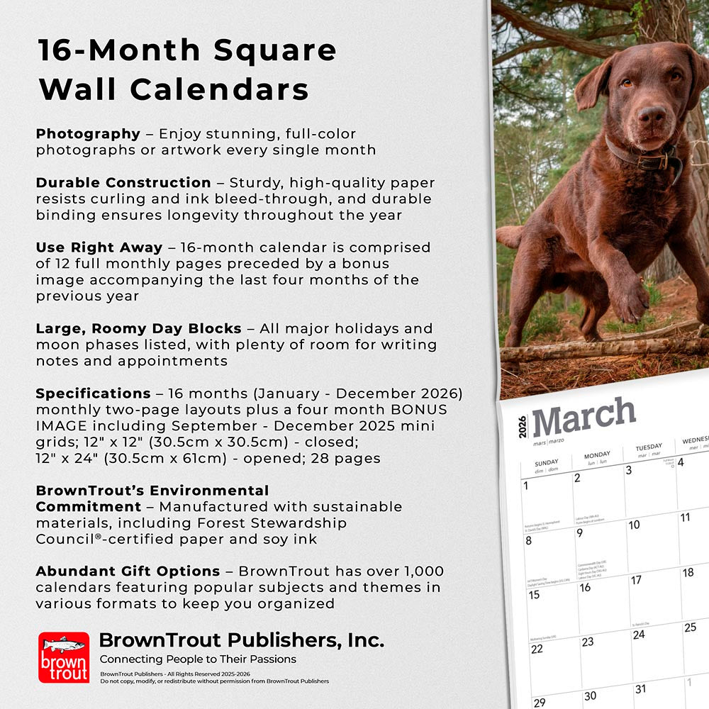 Chocolate Labrador Retrievers | 2026 12 x 24 Inch (Hanging) Monthly Square Wall Calendar