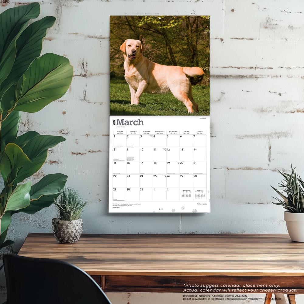 Yellow Labrador Retrievers | 2026 12 x 24 Inch (Hanging) Monthly Square Wall Calendar