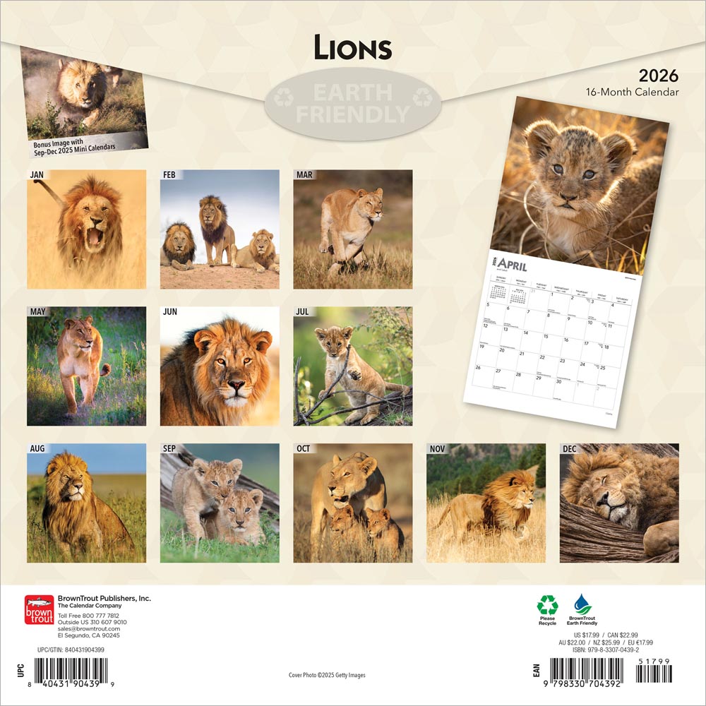 Lions | 2026 12 x 24 Inch (Hanging) Monthly Square Wall Calendar