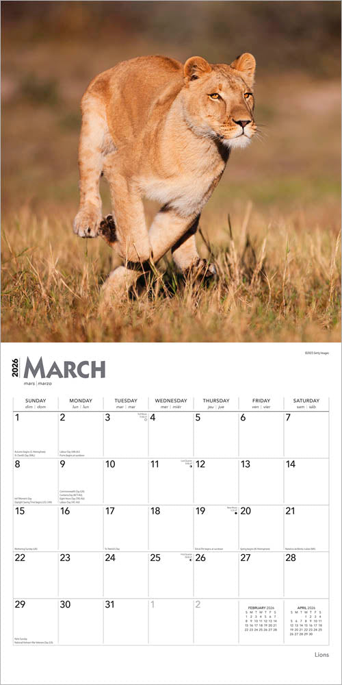 Lions | 2026 12 x 24 Inch (Hanging) Monthly Square Wall Calendar