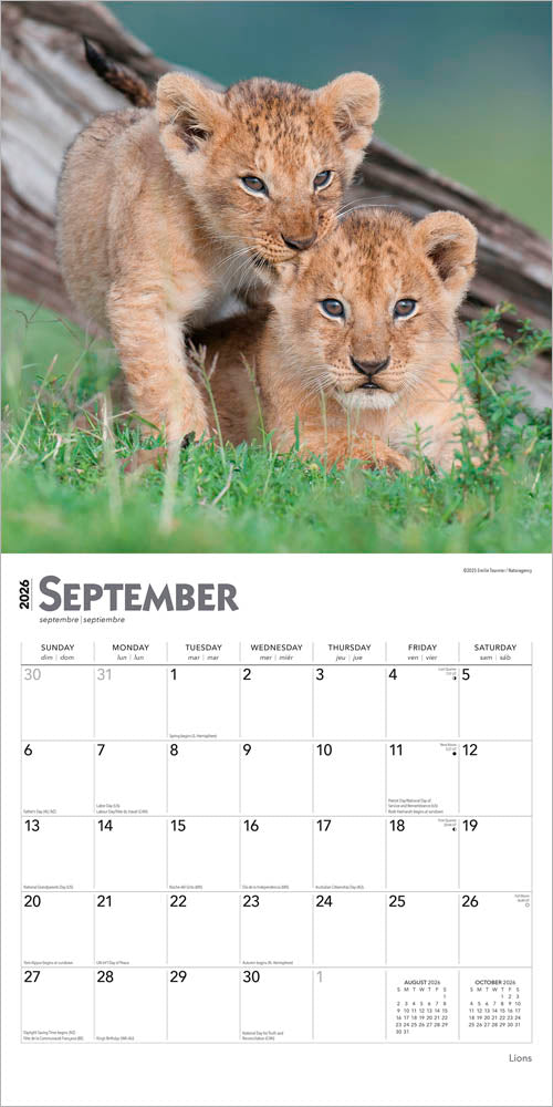 Lions | 2026 12 x 24 Inch (Hanging) Monthly Square Wall Calendar