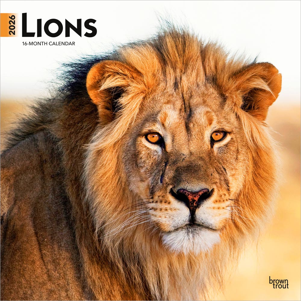 Lions | 2026 12 x 24 Inch (Hanging) Monthly Square Wall Calendar