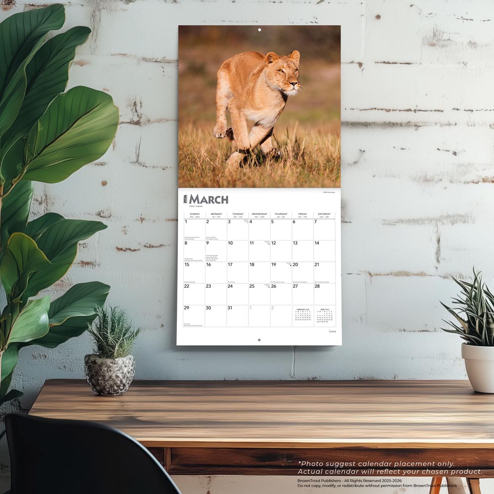 Lions | 2026 12 x 24 Inch (Hanging) Monthly Square Wall Calendar