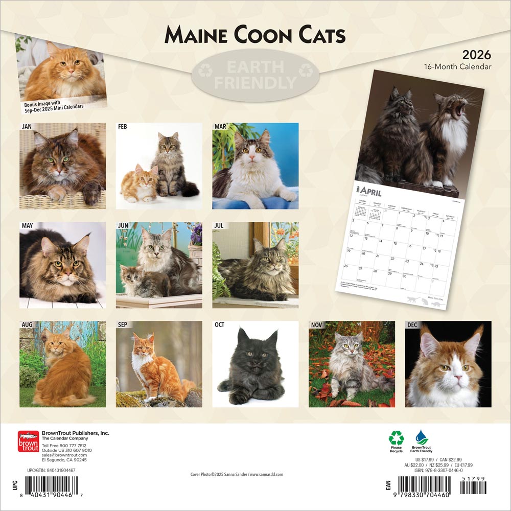 Maine Coon Cats | 2026 12 x 24 Inch (Hanging) Monthly Square Wall Calendar