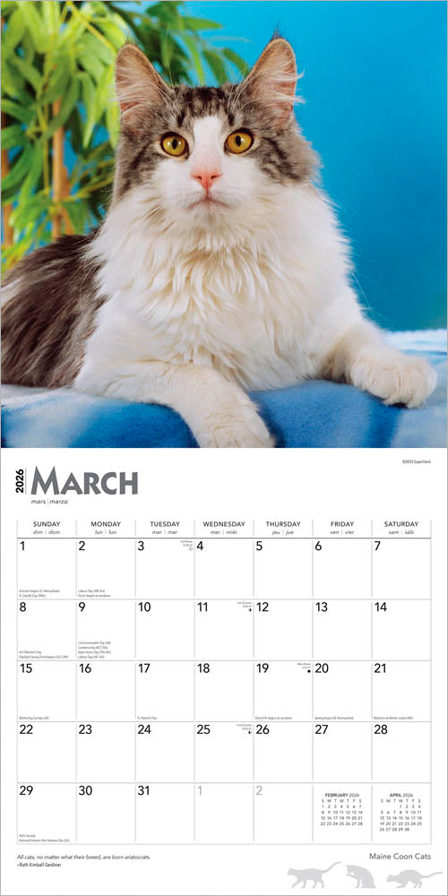 Maine Coon Cats | 2026 12 x 24 Inch (Hanging) Monthly Square Wall Calendar