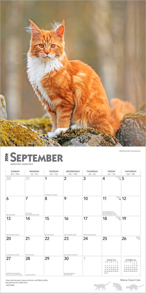 Maine Coon Cats | 2026 12 x 24 Inch (Hanging) Monthly Square Wall Calendar