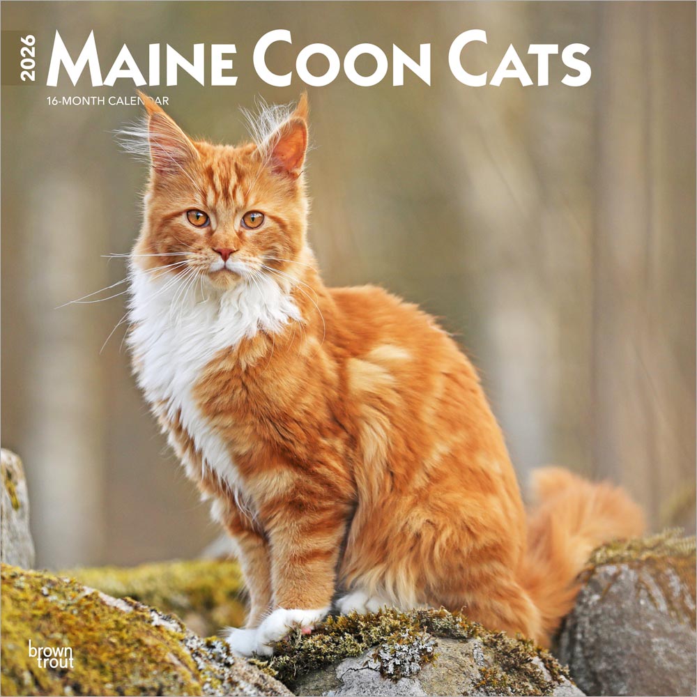 Maine Coon Cats | 2026 12 x 24 Inch (Hanging) Monthly Square Wall Calendar