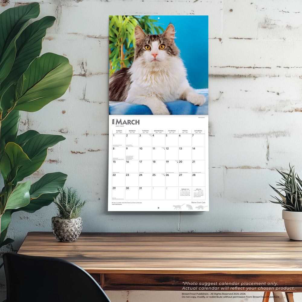 Maine Coon Cats | 2026 12 x 24 Inch (Hanging) Monthly Square Wall Calendar