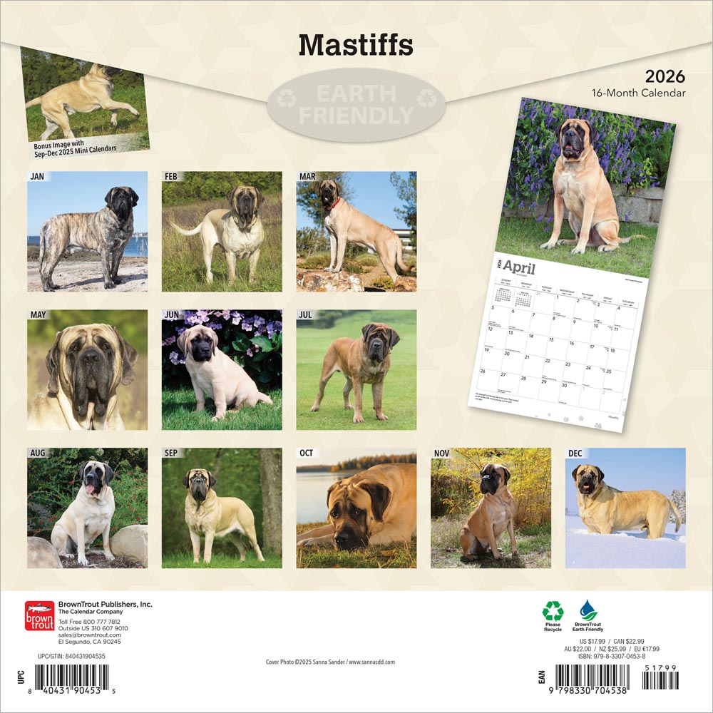 Mastiffs | 2026 12 x 24 Inch (Hanging) Monthly Square Wall Calendar