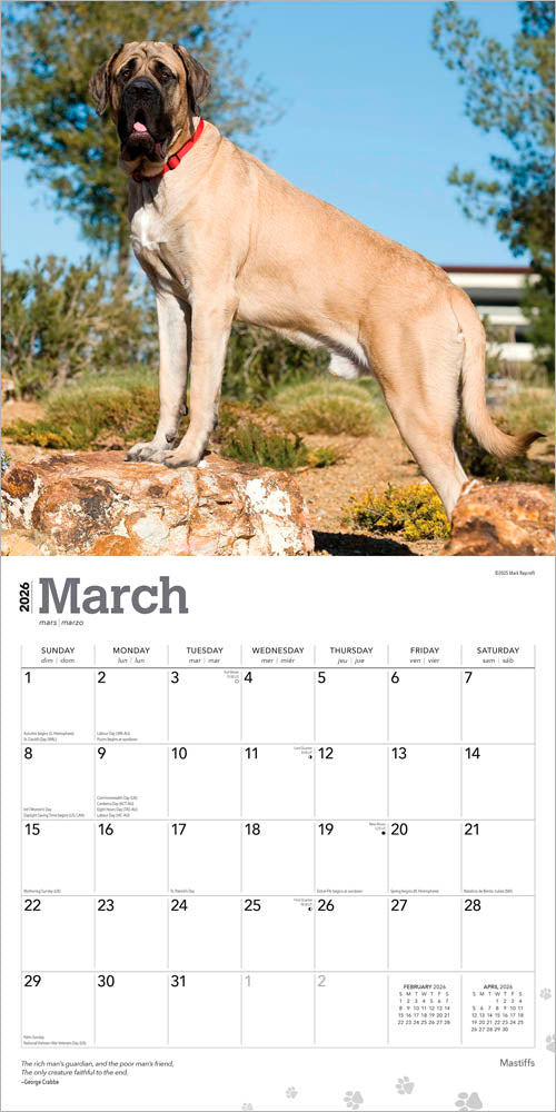 Mastiffs | 2026 12 x 24 Inch (Hanging) Monthly Square Wall Calendar