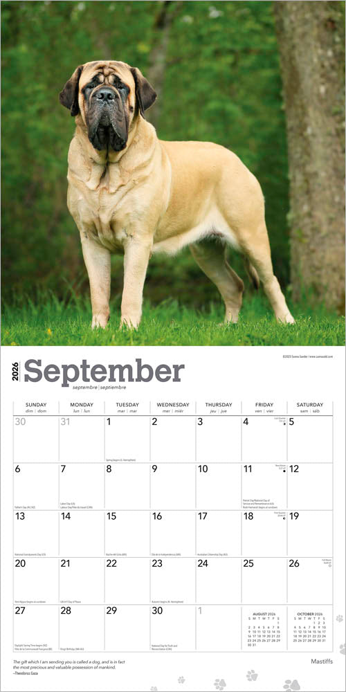 Mastiffs | 2026 12 x 24 Inch (Hanging) Monthly Square Wall Calendar