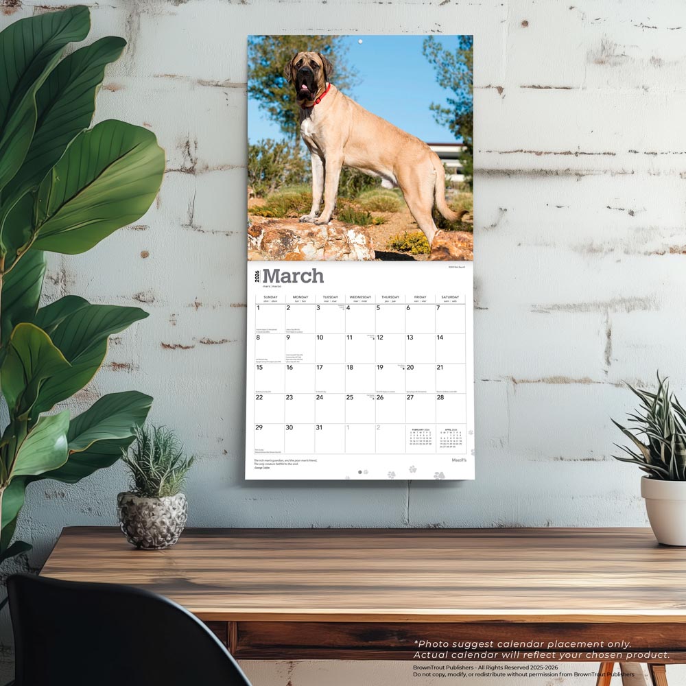 Mastiffs | 2026 12 x 24 Inch (Hanging) Monthly Square Wall Calendar