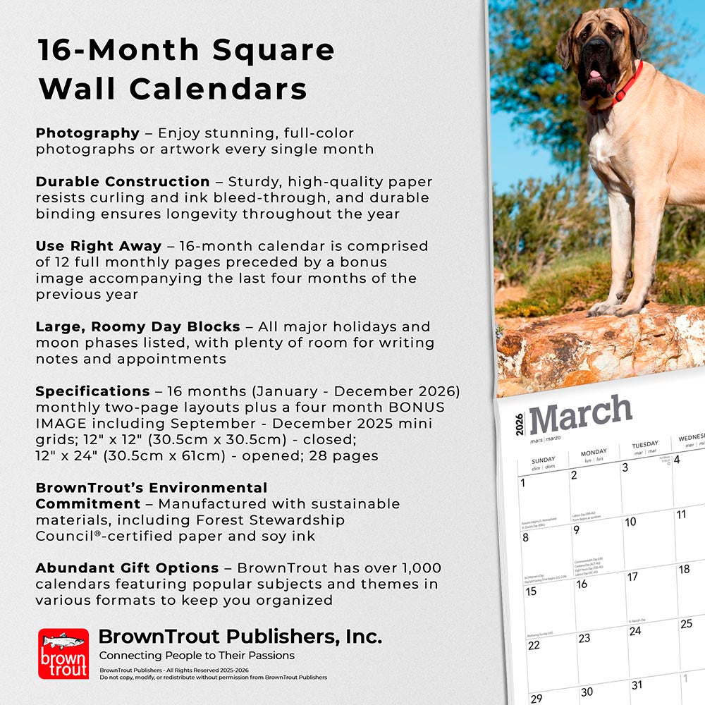 Mastiffs | 2026 12 x 24 Inch (Hanging) Monthly Square Wall Calendar