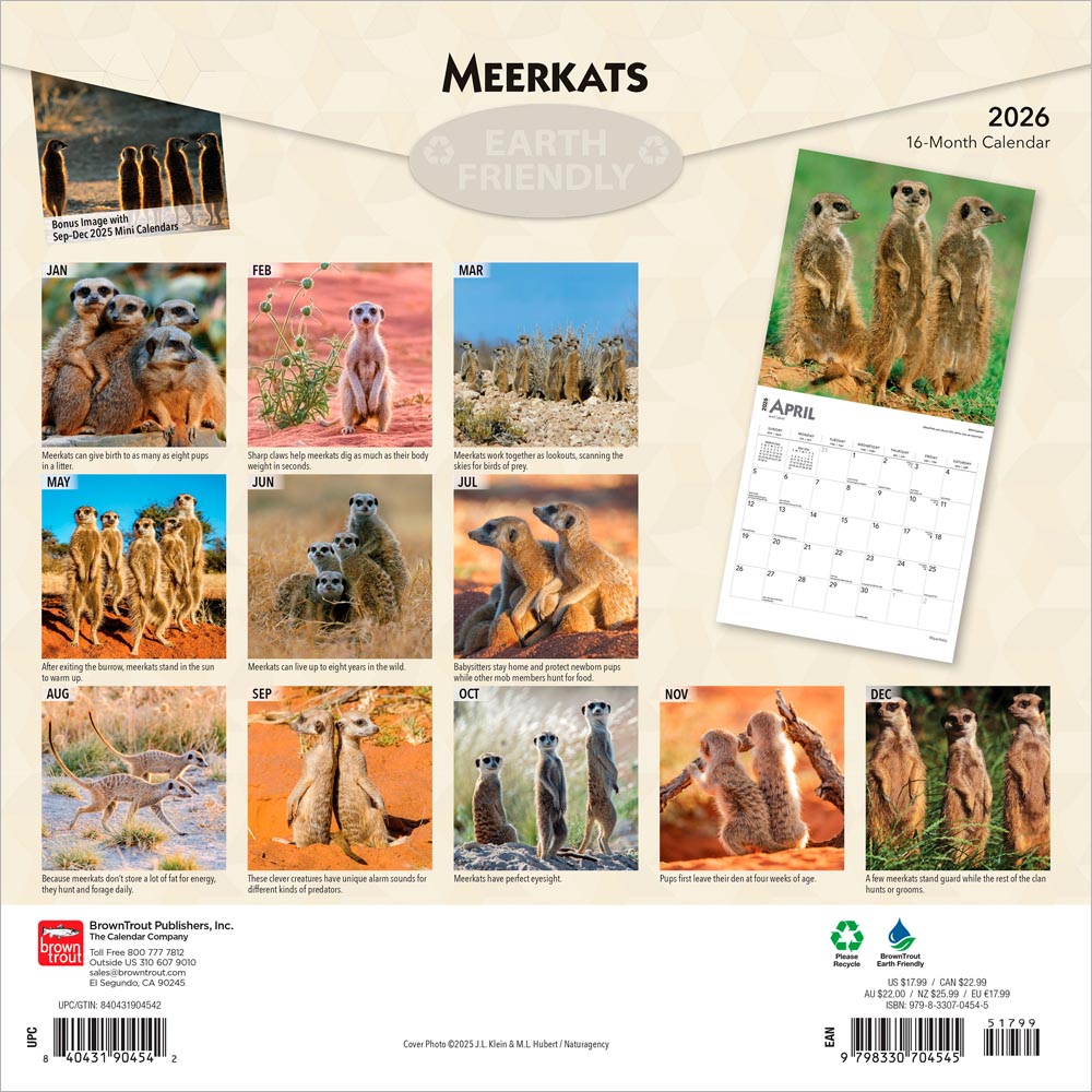 Meerkats | 2026 12 x 24 Inch (Hanging) Monthly Square Wall Calendar