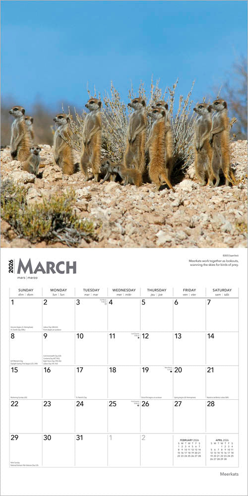 Meerkats | 2026 12 x 24 Inch (Hanging) Monthly Square Wall Calendar