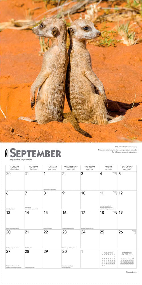 Meerkats | 2026 12 x 24 Inch (Hanging) Monthly Square Wall Calendar