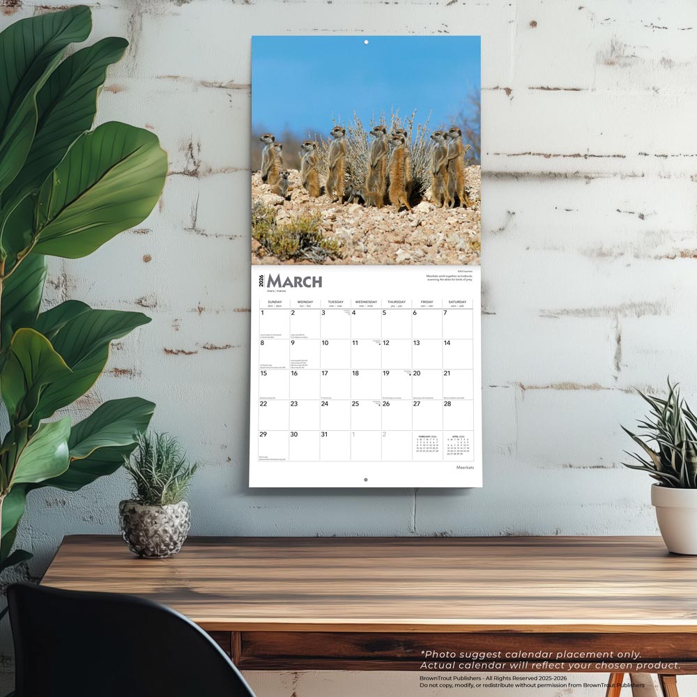 Meerkats | 2026 12 x 24 Inch (Hanging) Monthly Square Wall Calendar