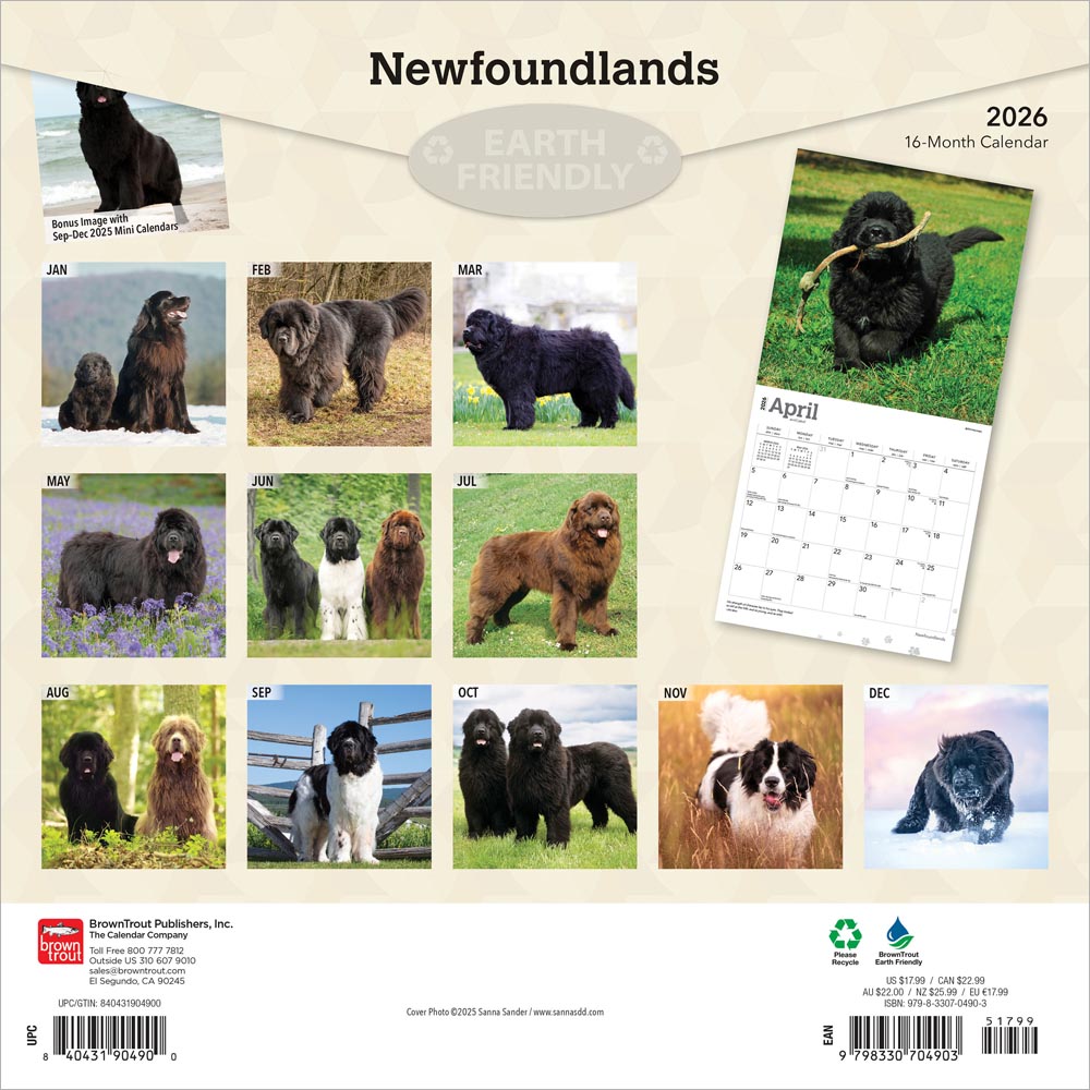 Newfoundlands | 2026 12 x 24 Inch (Hanging) Monthly Square Wall Calendar
