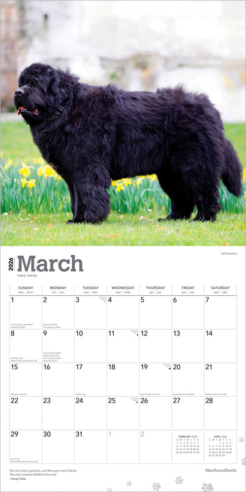 Newfoundlands | 2026 12 x 24 Inch (Hanging) Monthly Square Wall Calendar