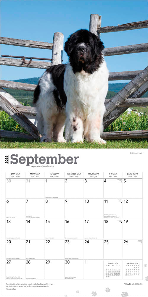 Newfoundlands | 2026 12 x 24 Inch (Hanging) Monthly Square Wall Calendar