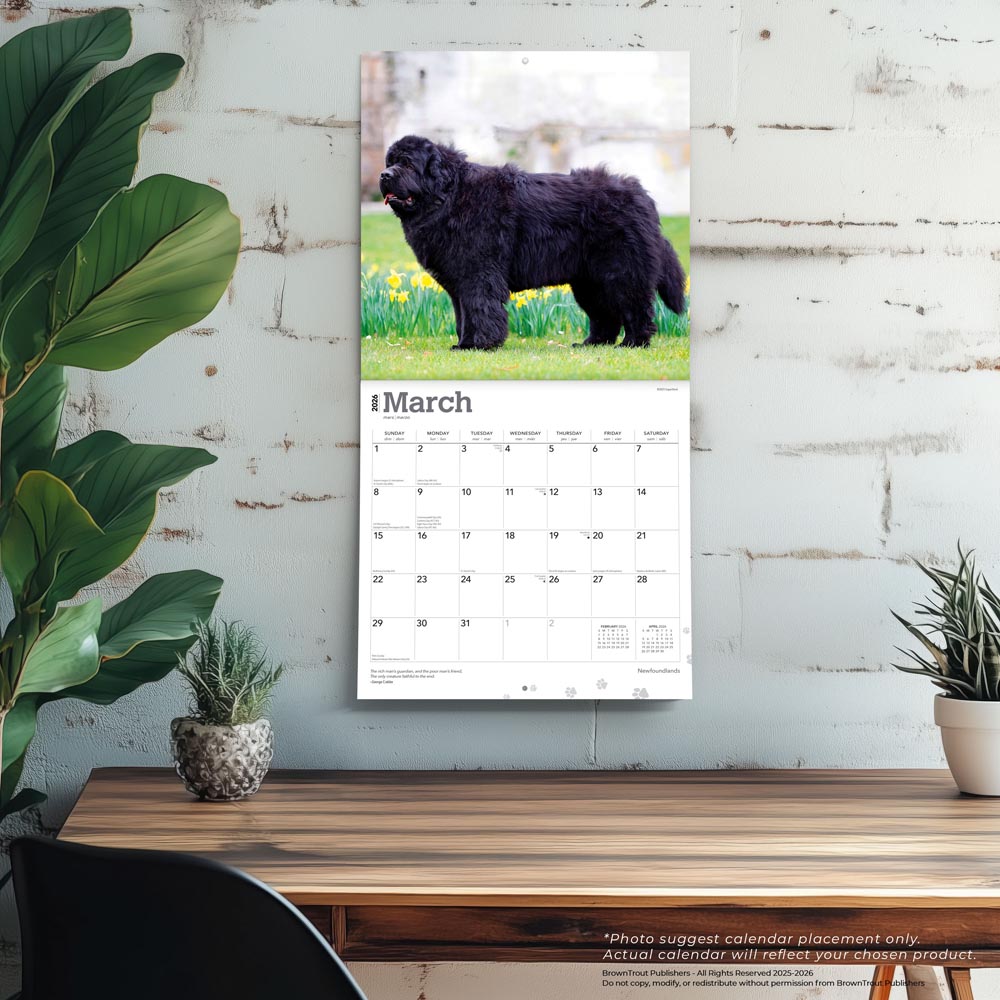 Newfoundlands | 2026 12 x 24 Inch (Hanging) Monthly Square Wall Calendar