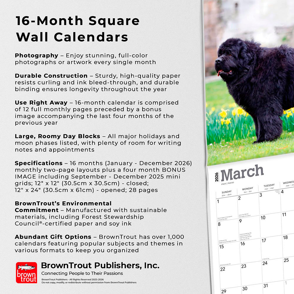 Newfoundlands | 2026 12 x 24 Inch (Hanging) Monthly Square Wall Calendar