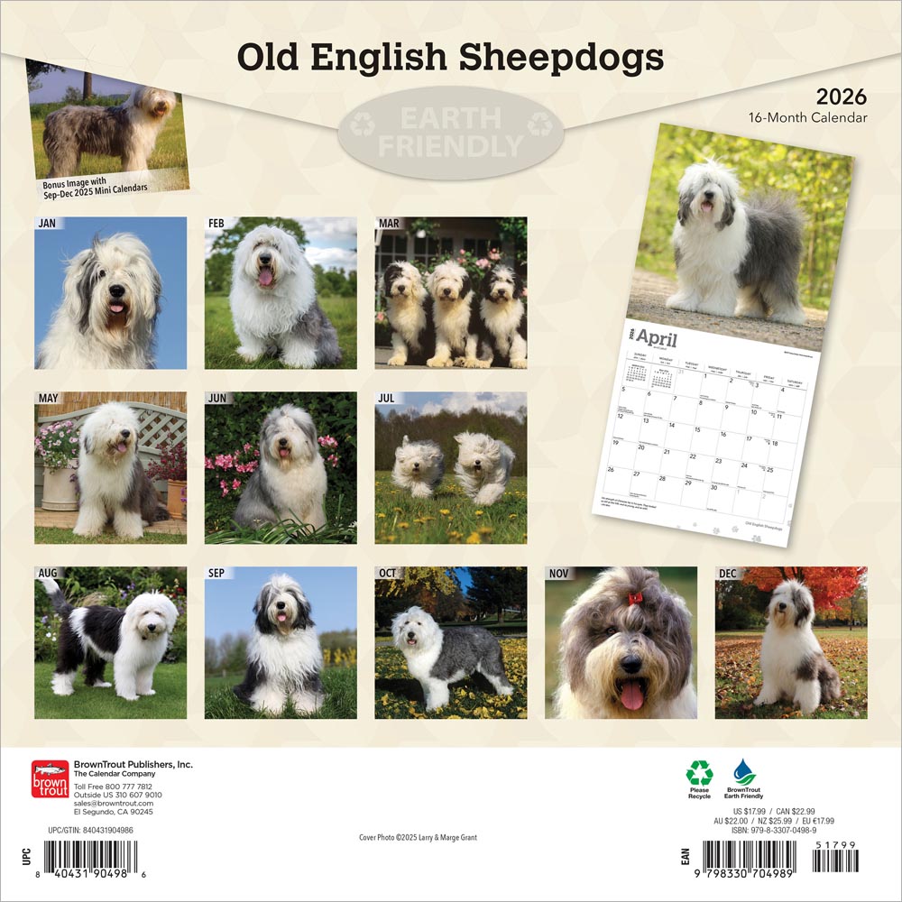 Old English Sheepdogs | 2026 12 x 24 Inch (Hanging) Monthly Square Wall Calendar