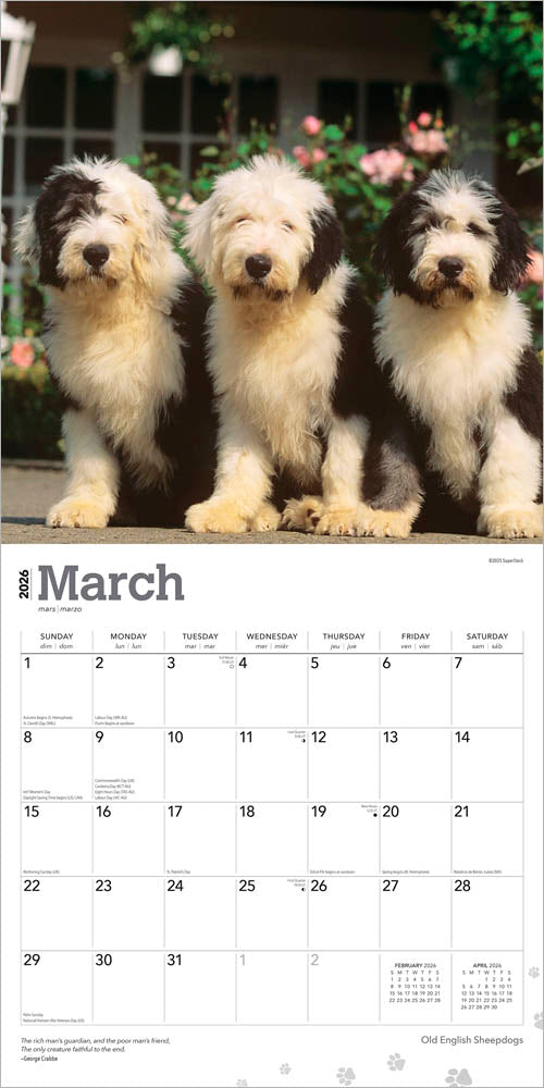 Old English Sheepdogs | 2026 12 x 24 Inch (Hanging) Monthly Square Wall Calendar