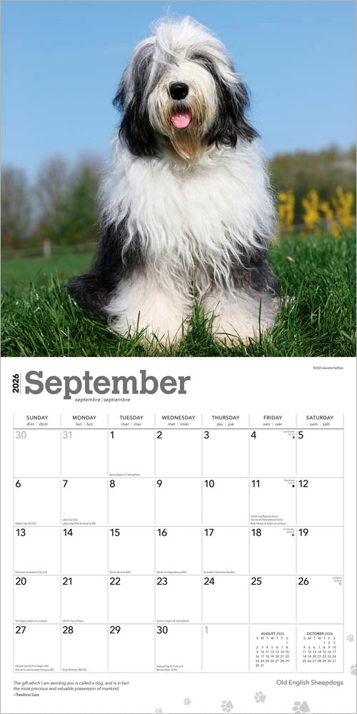 Old English Sheepdogs | 2026 12 x 24 Inch (Hanging) Monthly Square Wall Calendar