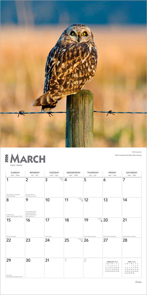 Owls | 2026 12 x 24 Inch (Hanging) Monthly Square Wall Calendar
