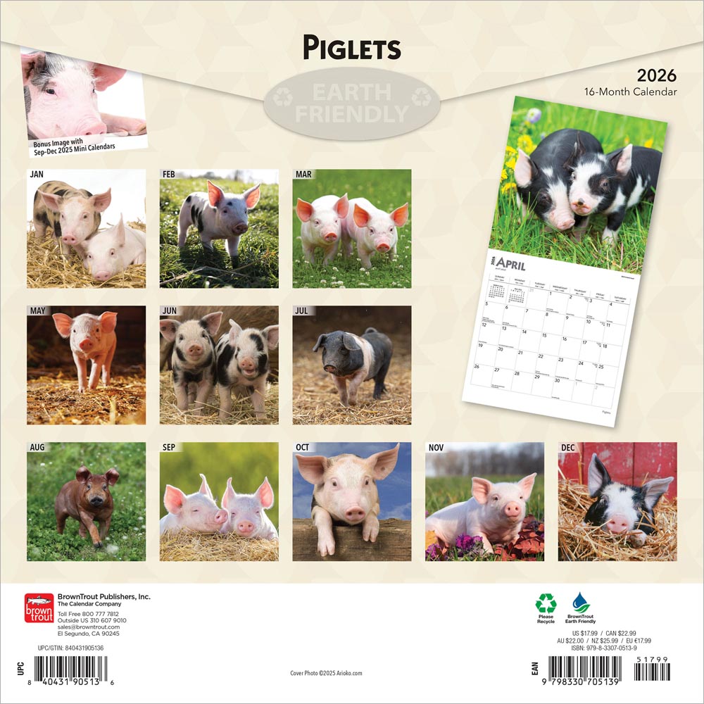 Piglets | 2026 12 x 24 Inch (Hanging) Monthly Square Wall Calendar