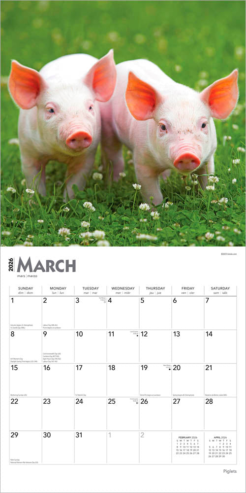 Piglets | 2026 12 x 24 Inch (Hanging) Monthly Square Wall Calendar