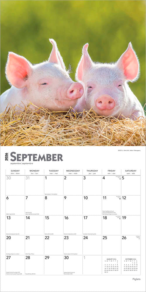 Piglets | 2026 12 x 24 Inch (Hanging) Monthly Square Wall Calendar