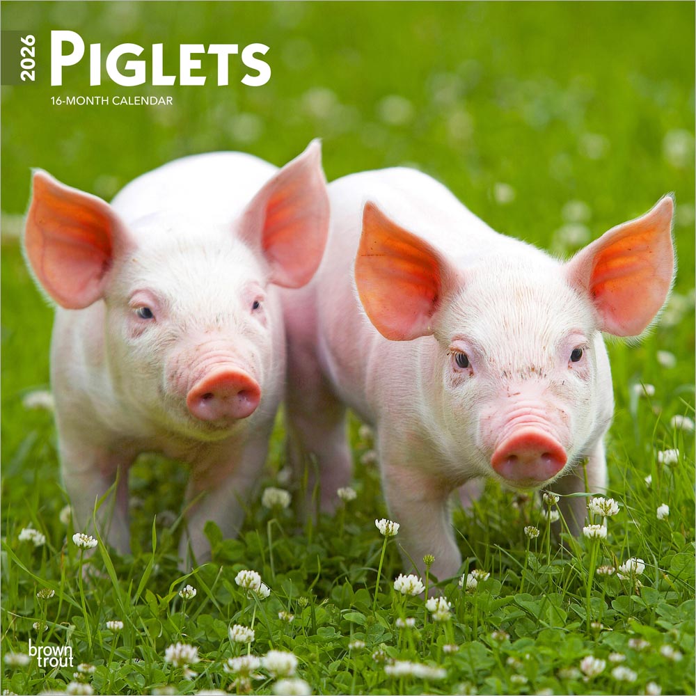 Piglets | 2026 12 x 24 Inch (Hanging) Monthly Square Wall Calendar