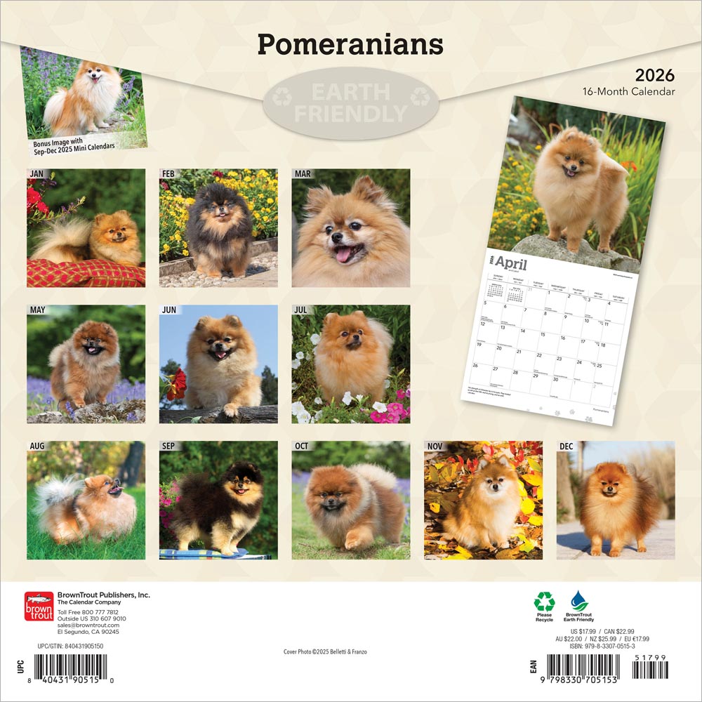 Pomeranians | 2026 12 x 24 Inch (Hanging) Monthly Square Wall Calendar