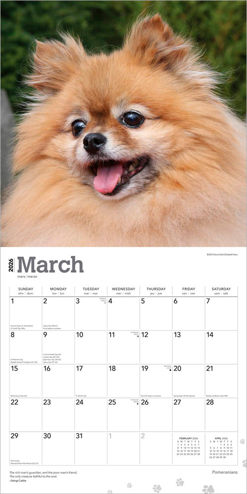 Pomeranians | 2026 12 x 24 Inch (Hanging) Monthly Square Wall Calendar