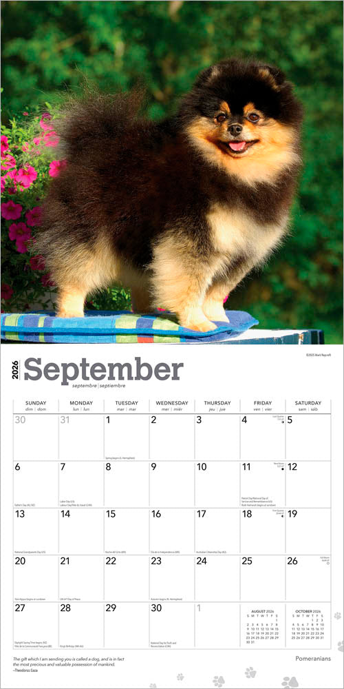 Pomeranians | 2026 12 x 24 Inch (Hanging) Monthly Square Wall Calendar