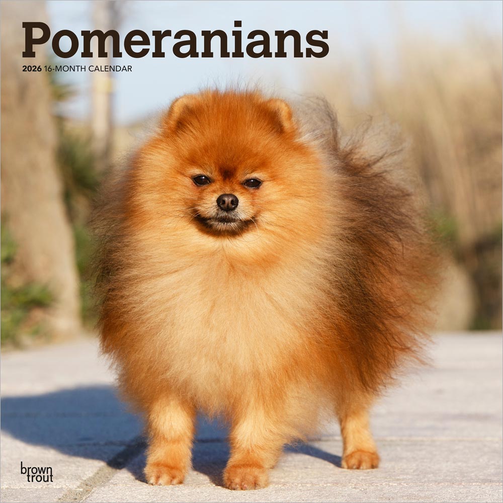 Pomeranians | 2026 12 x 24 Inch (Hanging) Monthly Square Wall Calendar