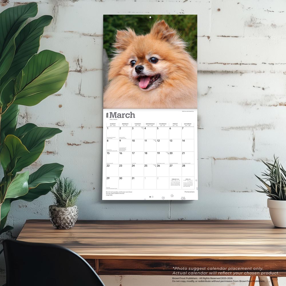 Pomeranians | 2026 12 x 24 Inch (Hanging) Monthly Square Wall Calendar