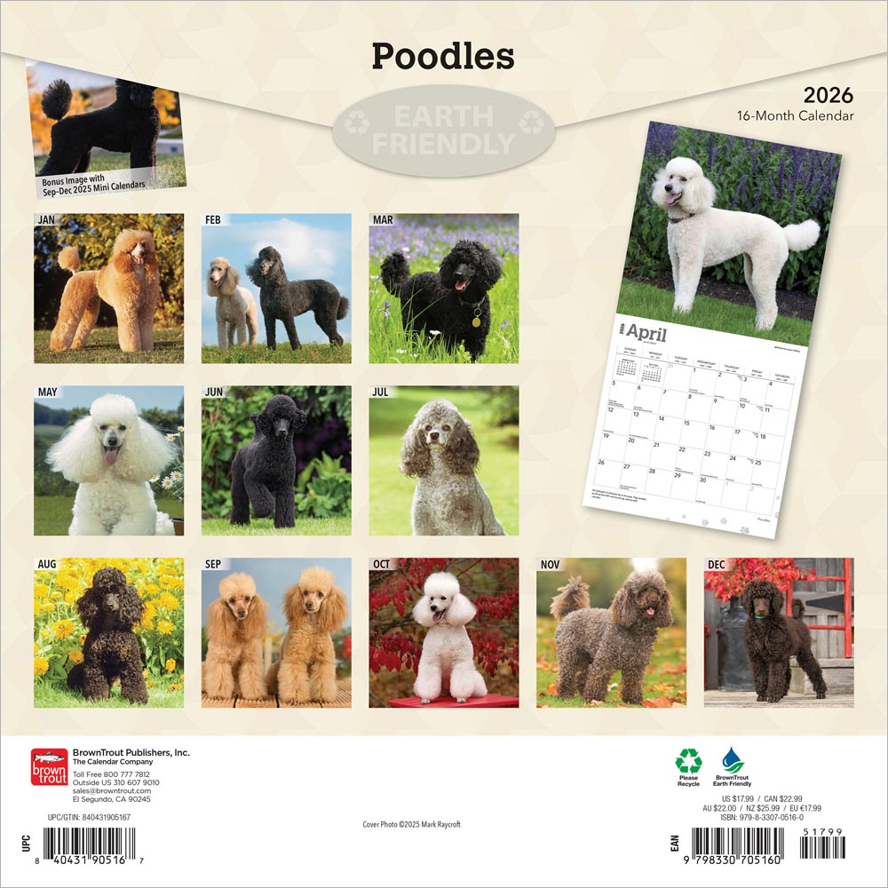 Poodles | 2026 12 x 24 Inch (Hanging) Monthly Square Wall Calendar