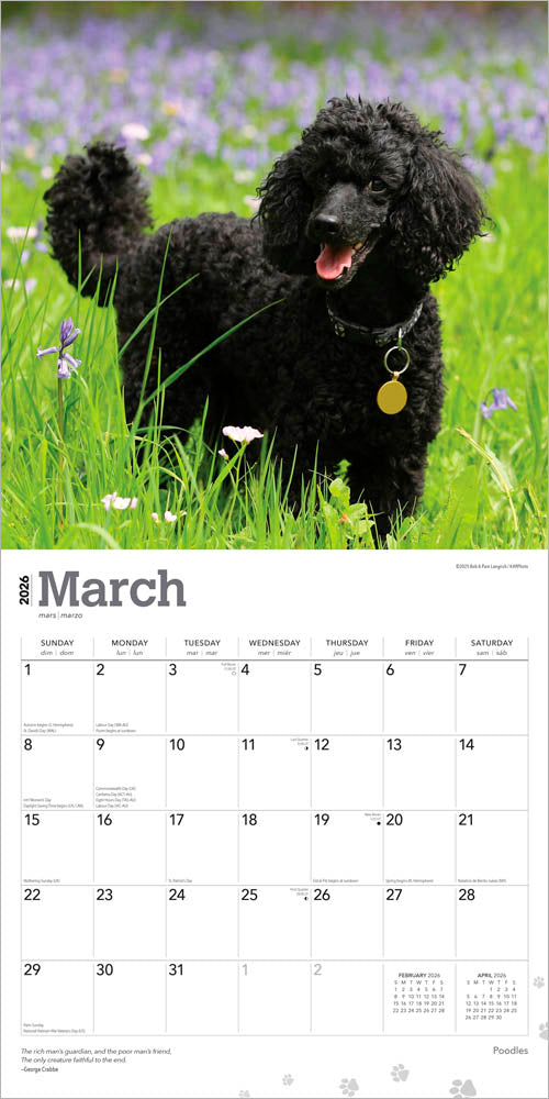 Poodles | 2026 12 x 24 Inch (Hanging) Monthly Square Wall Calendar
