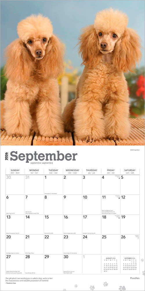 Poodles | 2026 12 x 24 Inch (Hanging) Monthly Square Wall Calendar