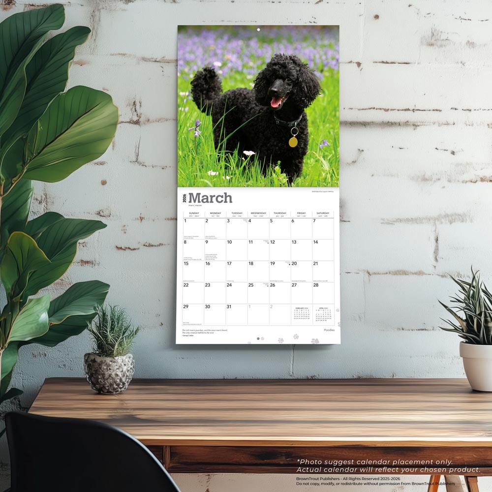 Poodles | 2026 12 x 24 Inch (Hanging) Monthly Square Wall Calendar