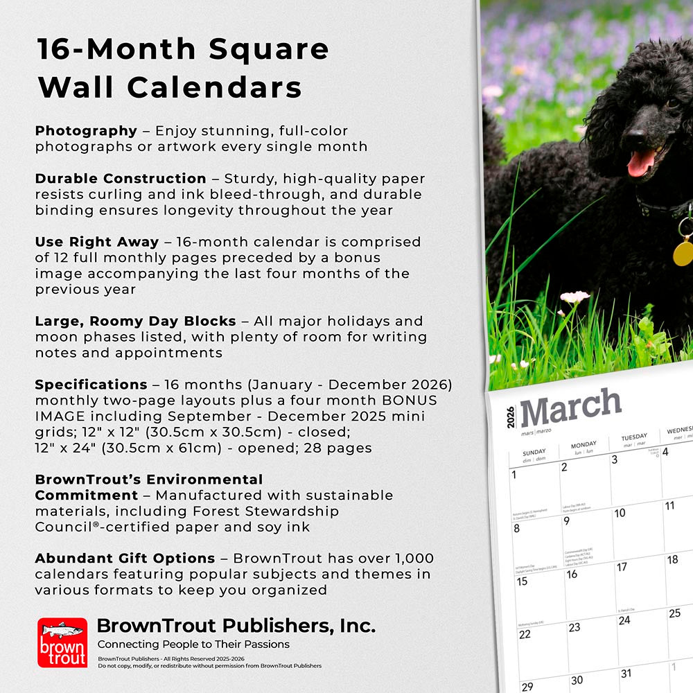 Poodles | 2026 12 x 24 Inch (Hanging) Monthly Square Wall Calendar
