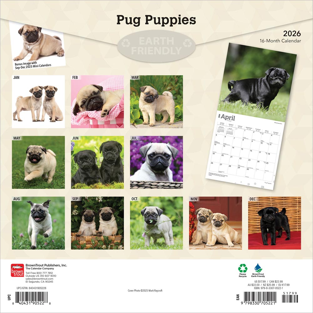 Pug Puppies | 2026 12 x 24 Inch (Hanging) Monthly Square Wall Calendar